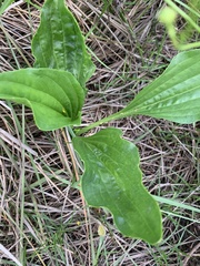 Plantago longissima