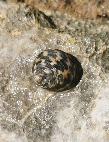 Phorcus turbinatus