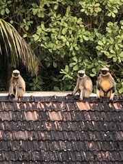 Semnopithecus hypoleucos