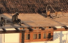 Semnopithecus hypoleucos