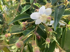 Calycolpus moritzianus