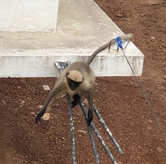 Semnopithecus hypoleucos