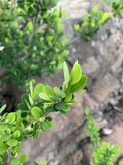 Erythroxylum delagoense