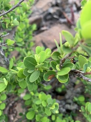 Erythroxylum delagoense