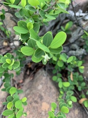 Erythroxylum delagoense