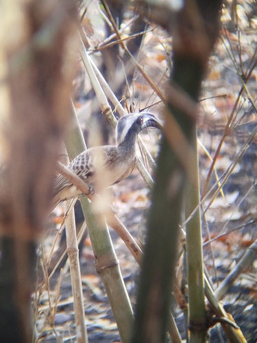 African Gray Hornbill