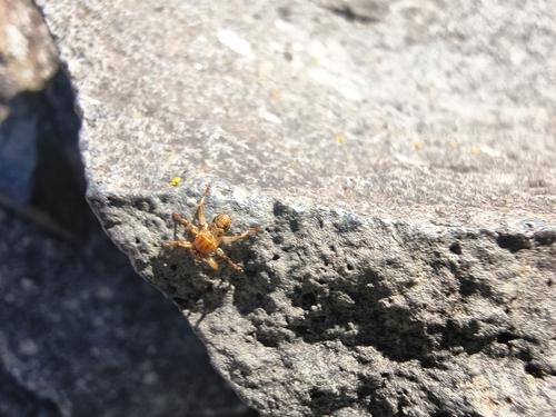 Unknown species found near Westerly Ter @ W Main St, Meriden, CT 06451, USA