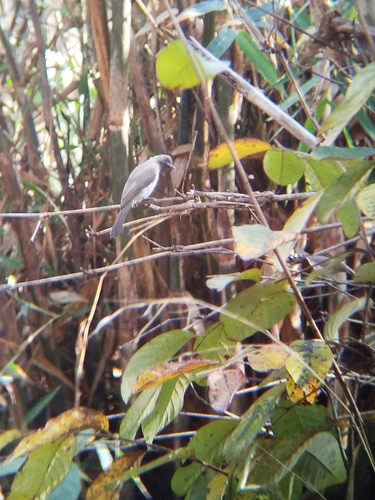 Common Bulbul