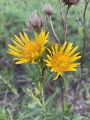 Berkheya coddii