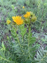 Berkheya coddii