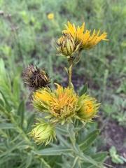 Berkheya coddii