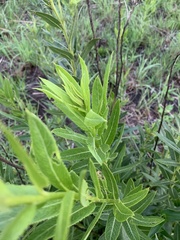 Berkheya coddii