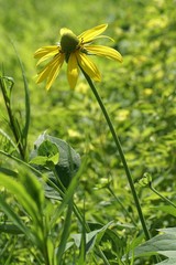 Rudbeckia laciniata