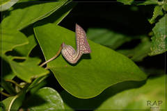 Aristolochia triangularis