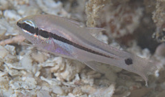 Gorgonian Cardinalfish photo 3