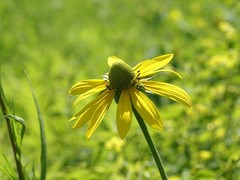 Rudbeckia laciniata