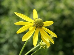 Rudbeckia laciniata