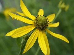 Rudbeckia laciniata