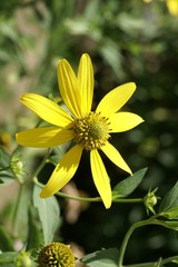 Rudbeckia laciniata