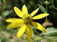 Rudbeckia laciniata