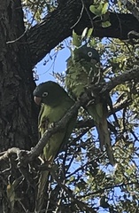 Thectocercus acuticaudatus