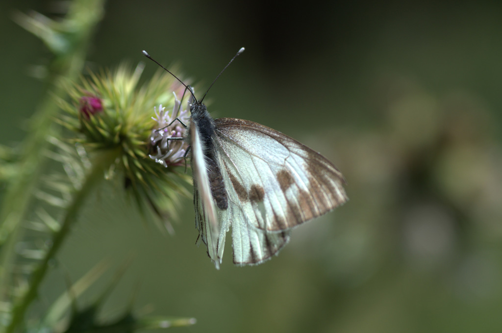 Pieris brassicoides