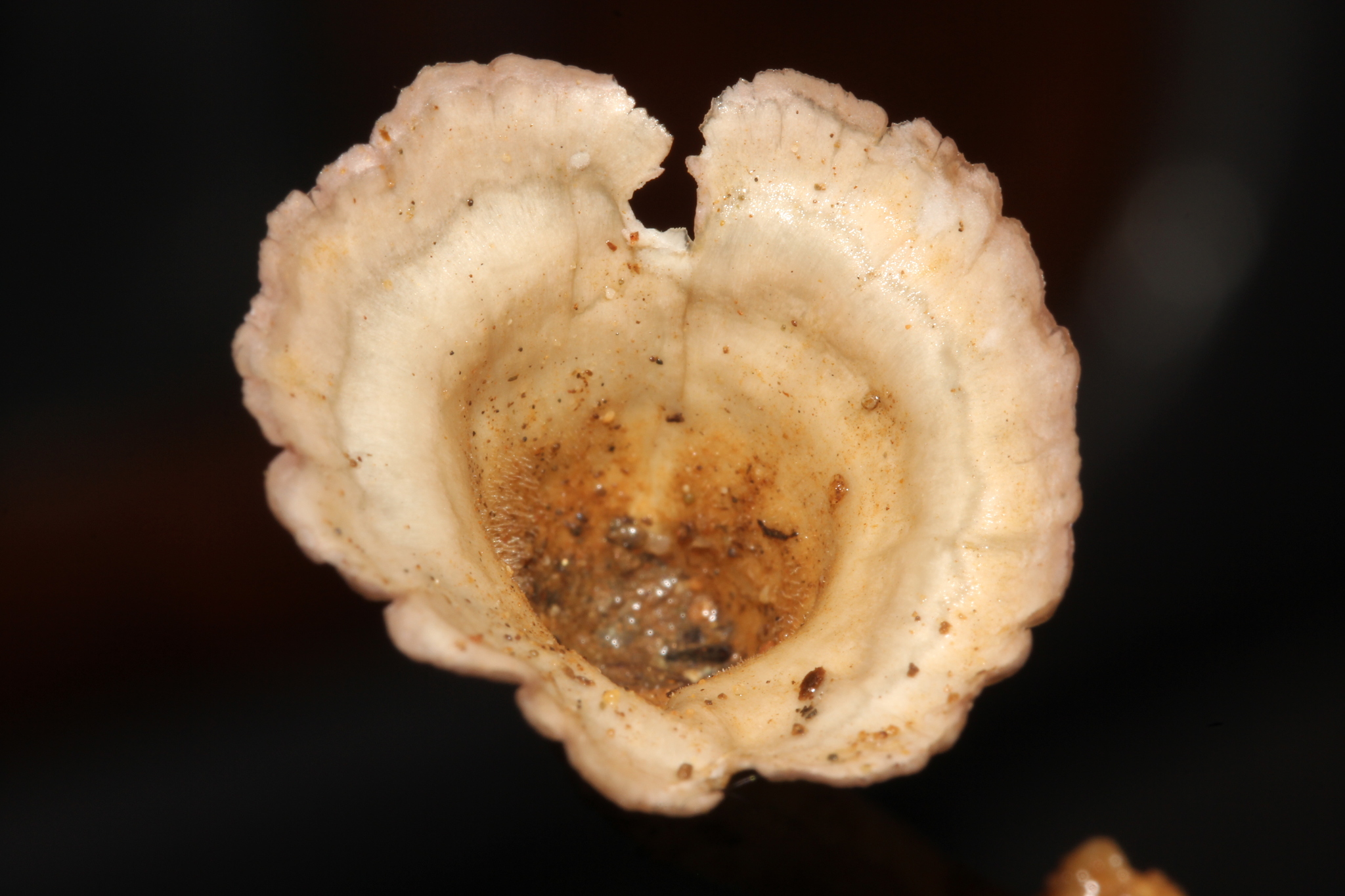 Cymatoderma image