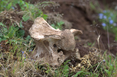 Phacochoerus africanus