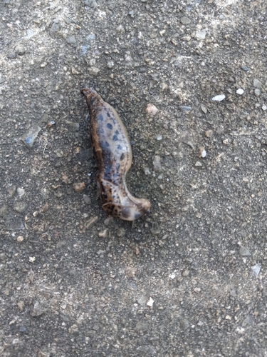 Limax maximus