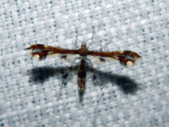 Geina tenuidactylus