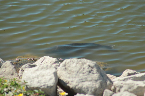 Cyprinus carpio