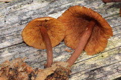 Gymnopilus picreus
