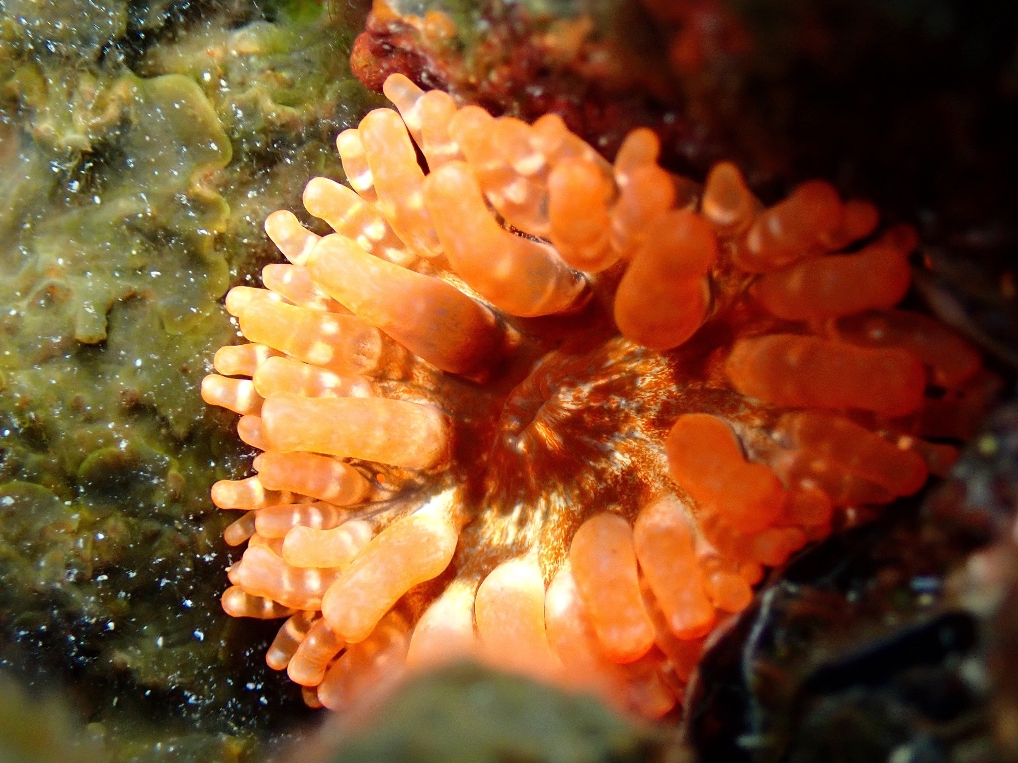 Telmatactis cricoides