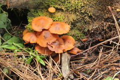 Gymnopilus picreus