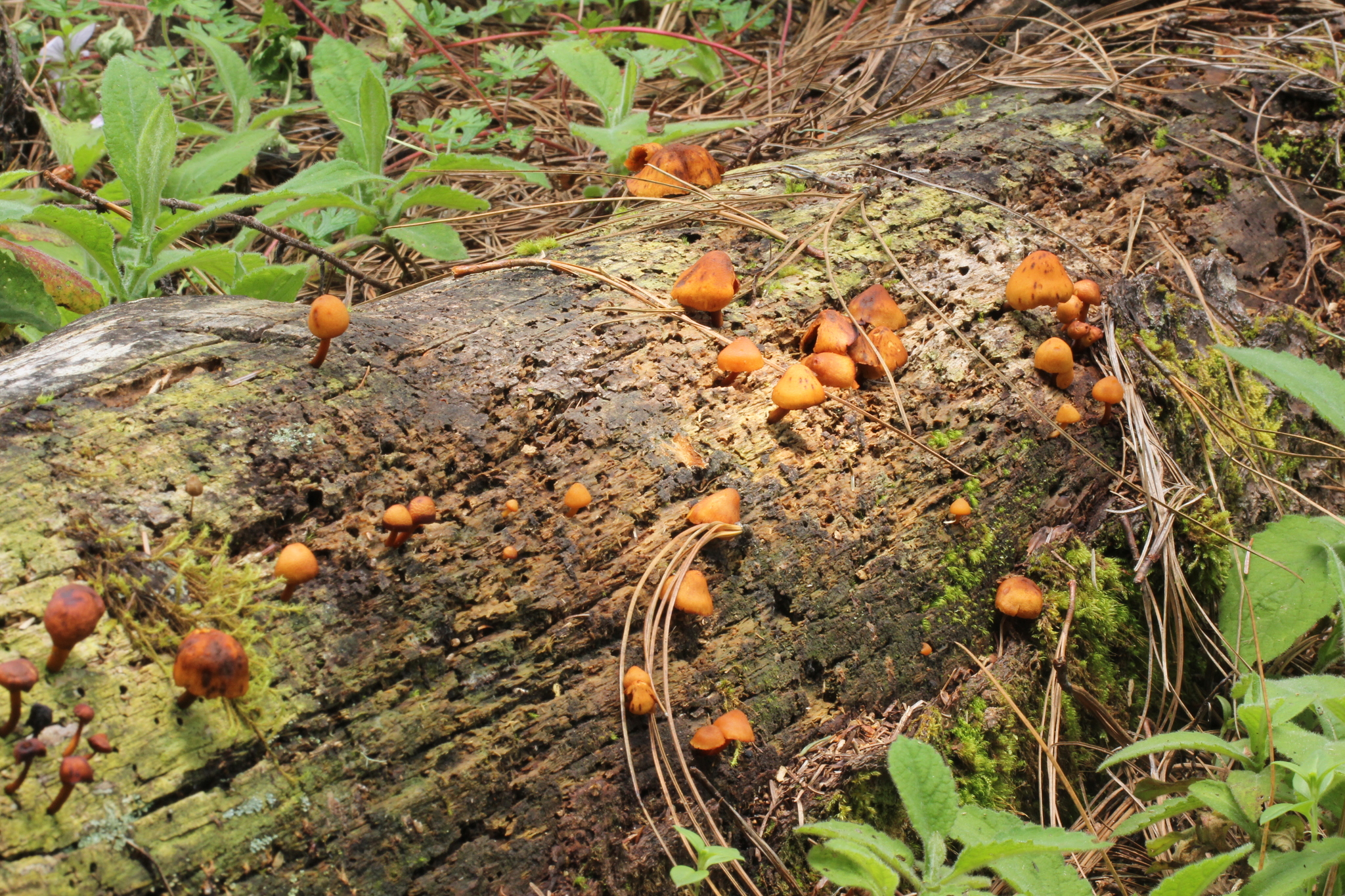 Gymnopilus picreus image