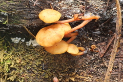 Gymnopilus picreus