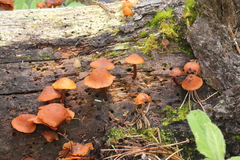 Gymnopilus picreus