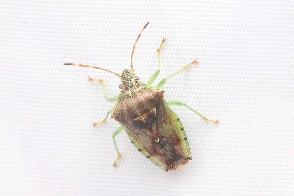 Elasmucha broussonetiae