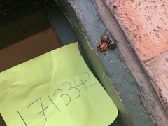 Harmonia axyridis