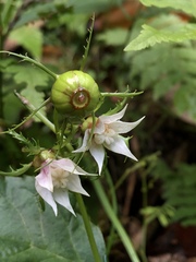 Cyclocodon lancifolius
