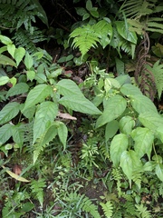 Cyclocodon lancifolius