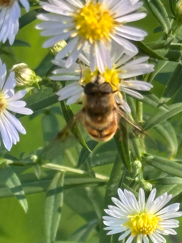 Unknown species found near Connecticut, US