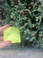 Chamaecyparis lawsoniana