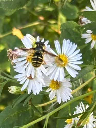 Unknown species found near Connecticut, US