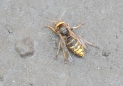 Vespa crabro altaica