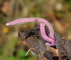 Gosodesmus claremontus