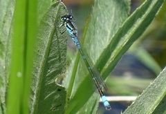 Coenagrion lunulatum