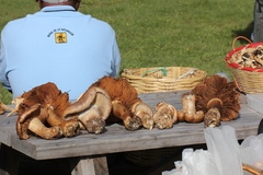 Cortinarius ponderosus