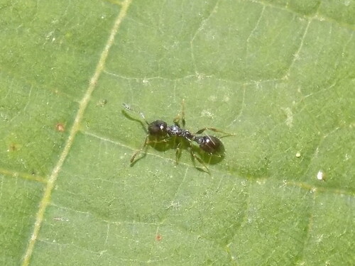 Long-spined Acorn Ant photo 6
