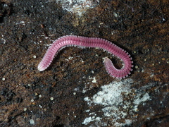 Gosodesmus claremontus